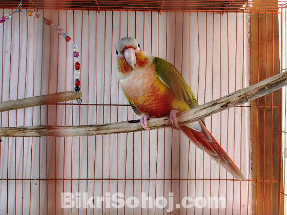 Pineapple Conure (Male)